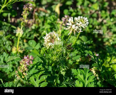 Garden Full Of Weeds Overgrown Stock Photo Alamy