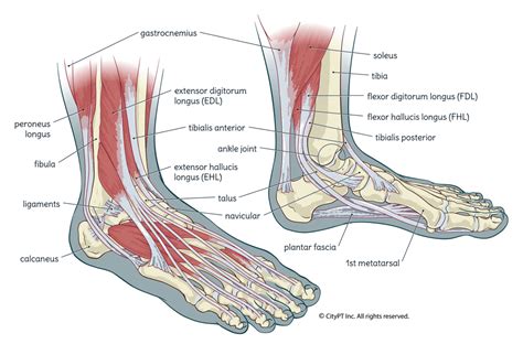 Foot Ankle Anatomy Santa Barbara Deep Tissue Riktr PRO Massage