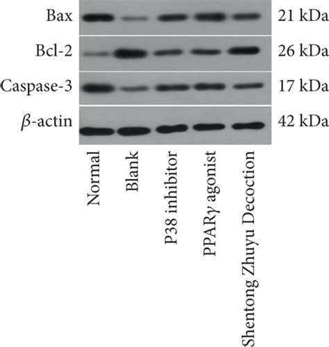 The Effects Of Shentong Zhuyu Decoction On Ra Fls A B The Apoptosis