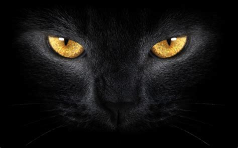 Aesthetic Black Cat Wallpapers - Top Free Aesthetic Black Cat ...