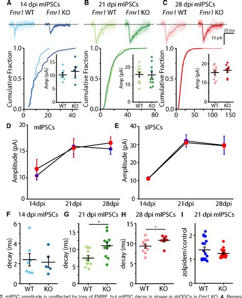 Figure 2 From Development Of GABAergic Inputs Is Not Altered In Early