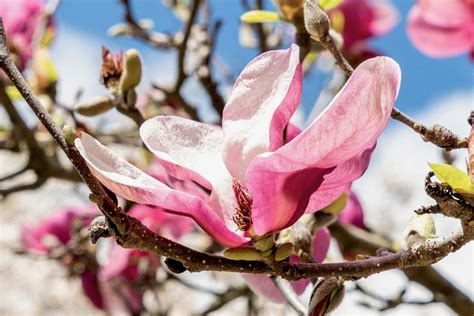 Magnolia 'Jane' Plant: Care and Growing Guide