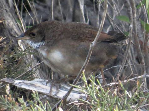 Noisy Scrub Bird Ebird