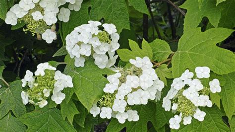 When To Prune An Oakleaf Hydrangea Expert Tips To Trim Homes Gardens