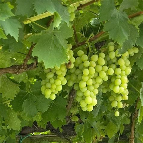 Buy Vitis Vinifera Excelsior Cm Affordable Gardens You Ie