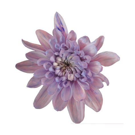 Purple Pastel Tinted Cushion Chrysanthemums Flower - Liberty Blooms