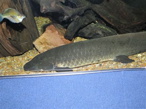 The Online Zoo - Australian Lungfish