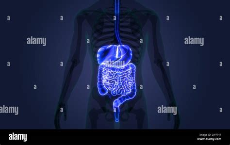 Anatomie Der Menschlichen Verdauungssystem Stockfotografie Alamy