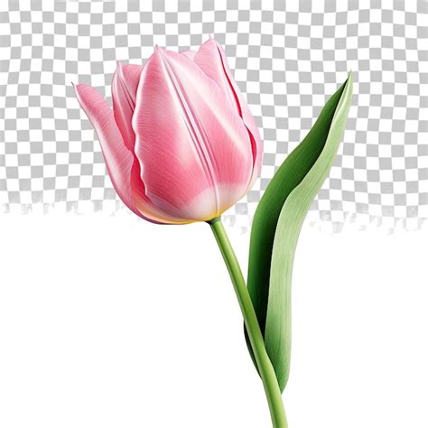 Premium Psd Pink Tulip With Green Leaf Isolated Isolated On