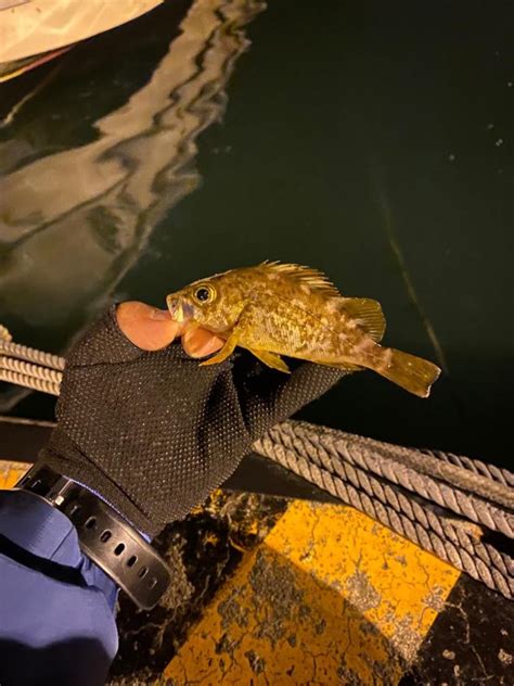 雨の中 兵庫県瀬戸内海側 明石西部 メバリング メバル 陸っぱり 釣り・魚釣り 釣果情報サイト カンパリ