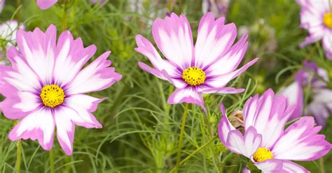 Fiederbl Ttriges Schmuckk Rbchen Cosmos Bipinnatus A Garten Ammer