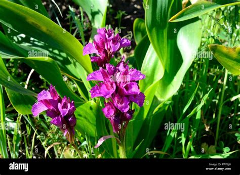 Butterfly Orchid Orchis Papilionacea Sierra Tejeda National Park