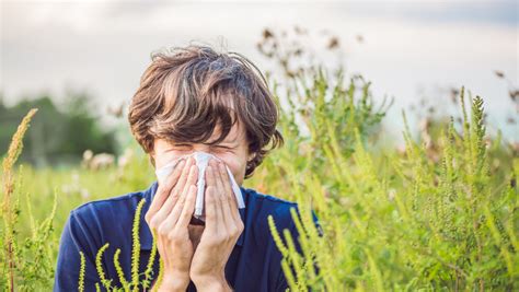 Alergia późnowiosenna co pyli w maju i w czerwcu Zdrowie