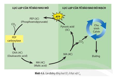 Quan sát Hình 4 6 hãy mô tả con đường đồng hóa CO2 ở thực vật C4