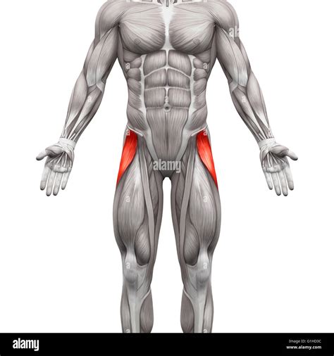 Tensor Fascia Lata