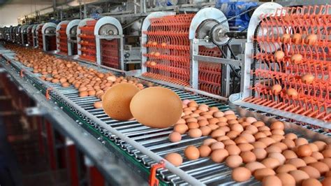 Amazing Automatic Egg Factory Processing And Packaging Eggs With