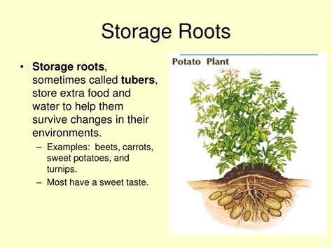 Ppt Functions Of Plants Roots Powerpoint Presentation Free Download