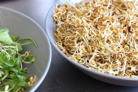 Fenugreek sprouts – Simply Sentient