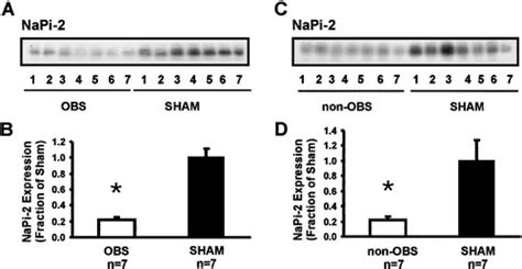 Altered Expression Of Major Renal Na Transporters In Rats With