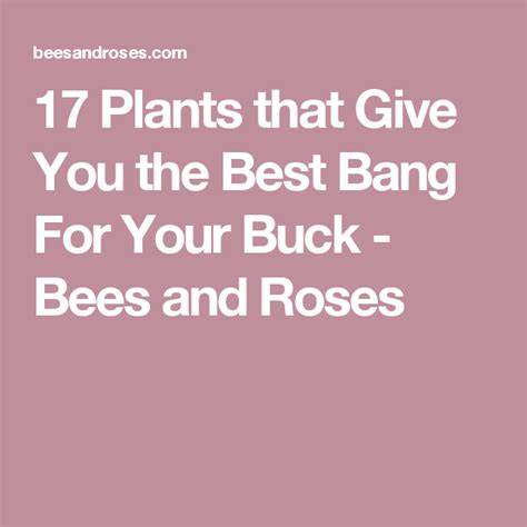 17 Inexpensive Plants That Give You The Best Bang For Your Buck Bees