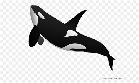 Killer Whale Transparent Background Clip Art Library