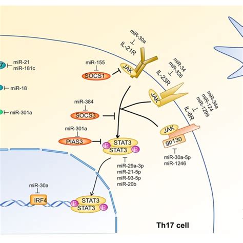 Mirna Regulation Of Tgf β And Jak Stat3 Signal Transduction Pathways