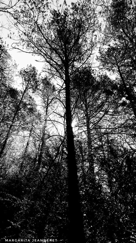 Black and white photography. Forest.