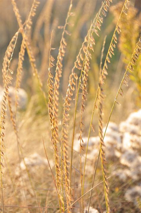 Side Oats Grama Bouteloua Curtipendula Lacreek Nwr Warm Season Grass Native Plants Plants