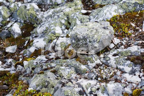 Rocks Covered With Moss And Lichen Stock Photo Royalty Free Freeimages