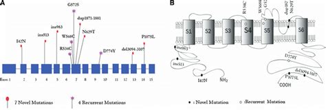 Mutations In Herg A Schematic Diagram Of Herg Genomic Structure And