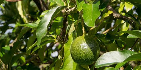 Lavocatier Et Avocat Rempotage Entretien Culture Et Arrosage