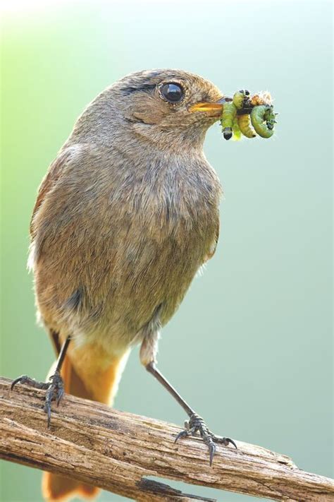 Bird Friendly Gardens How To Attract Birds To Your Yard Artofit