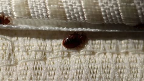 What Kills Bed Bugs Permanently Storables