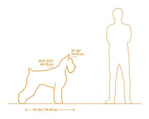 Giant Schnauzer Size Comparison