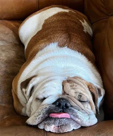 15 Funny Pictures Of Sleeping English Bulldogs - ilovedogscute.com