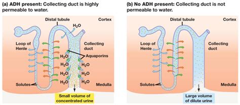 Topic 113 The Kidney And Osmoregulation Amazing World Of Science