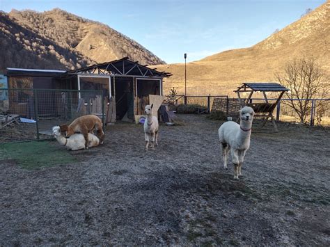 Альпаки | Пикабу