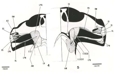 Figure From Estudo Anat Mico Comparativo Da Regi O Cef Lica Pr