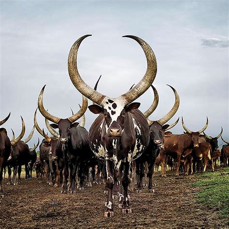 The Village Idiot On Twitter Ankole Cows Cost Up To R M Each But The