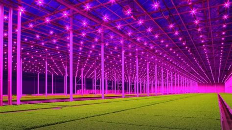 LED Grow Lights for Microgreens | Oreon