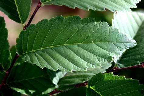 Free picture: elm tree, leaf, green leaves