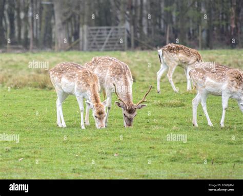 Shropshire Countryside at its best Stock Photo - Alamy