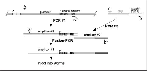 Figure 1 From Pcr Fusion Based Approach To Create Reporter Gene