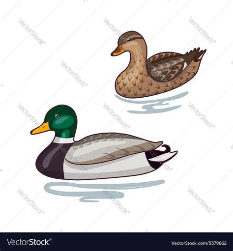 Wild duck Royalty Free Vector Image - VectorStock