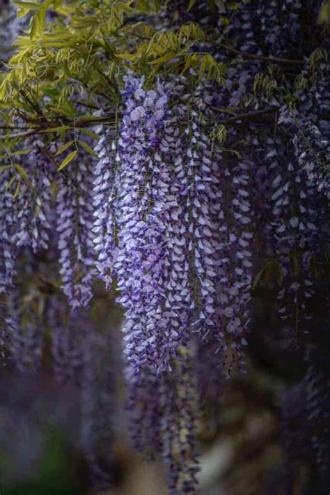 Where To See Wisteria In Japan 2021 | Best Spots To See Wisteria In ...