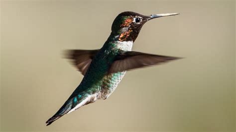 Hummingbirds In Oregon Common Species And Identification