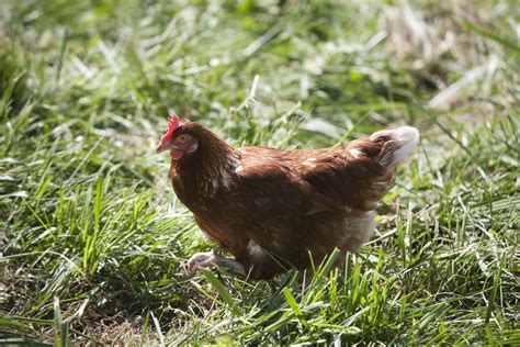 Organic Pasture Raised Eggs Elmwood Stock Farm