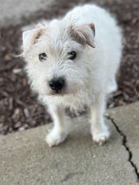 Reggie Wayne is a rough coat JRT who will be 15 in September. His whole face used to brown 🥰 He