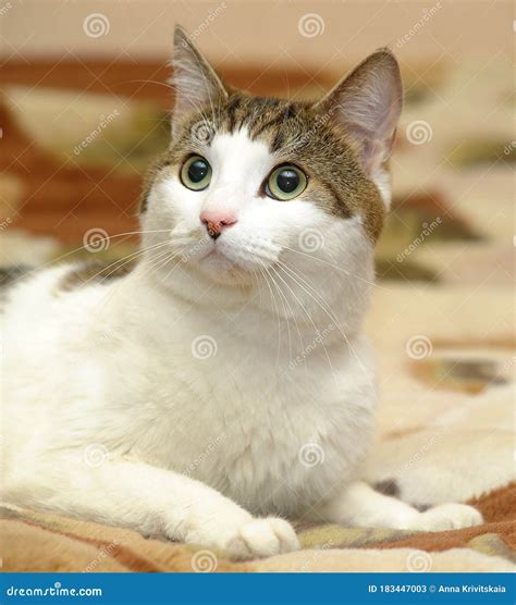 Branco Gato Marrom Imagem De Stock Imagem De Saliva