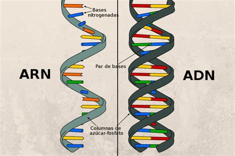 Diferencia Entre ADN Y ARN Que Diferencia